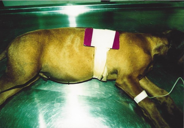 dog with broken legs